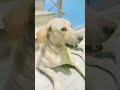 Tu jake dekhega #comedy #funny #pets #viralvideo #trending ##shorts #dog