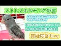 ★第5回横浜小鳥の病院オンラインセミナープレスタディ★　ストレスホルモンの影響　毛引きだけじゃないストレスによる問題行動と病気【質疑応答ライブ】