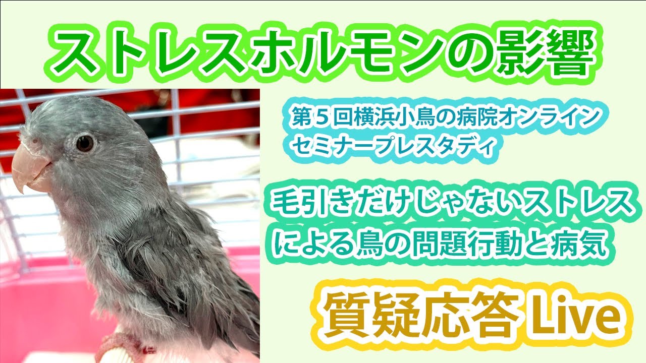 ★第5回横浜小鳥の病院オンラインセミナープレスタディ★　ストレスホルモンの影響　毛引きだけじゃないストレスによる問題行動と病気【質疑応答ライブ】