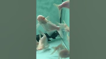 Mập Short Abino 0832.333.335 ship toàn quốc