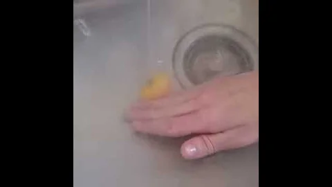 egg vid