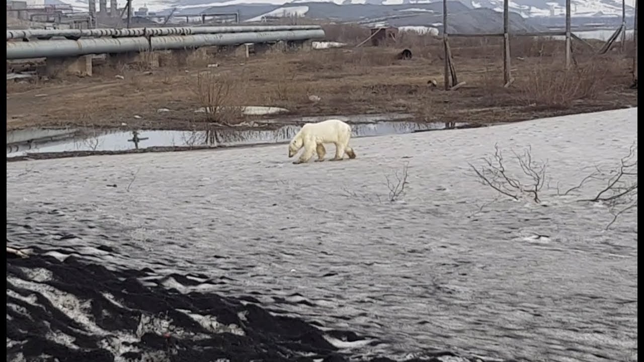 naturaleza definicion Un oso polar busca comida entre la basura para sobrevivir