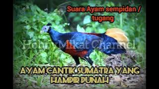 Suara ayam tercantik sumatra simpidan atau tugang satwa yang sudah susah untuk ditemukan