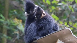 Francois' langur: The strong and athletic spider-like monkey
