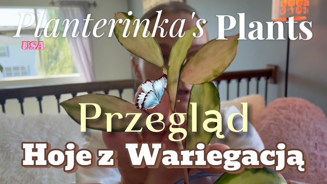 Moje wszystkie Hoje z WARIEGACJĄ 🌿 Przegląd kolekcji (28 odmian)