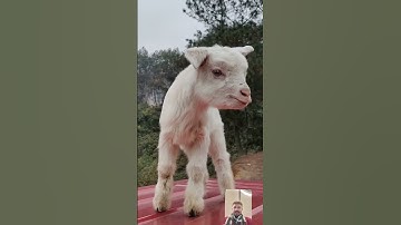 Funny Animal Sounds In Wildlife: Buffalo, Panda, Giraffe, Cow, Goat, Dog,... | Animal Moments#viral