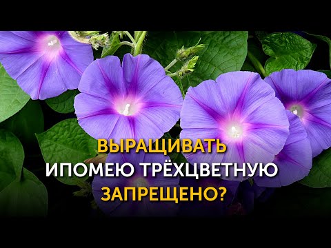 Выращивать вьюнок - ипомею трёхцветную запрещено?