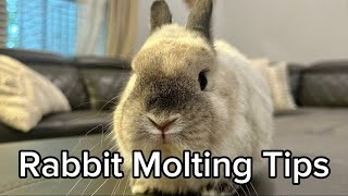 Tips for When Your Bunny is Shedding a LOT by The Lexi Bunch 41 views 7 days ago 1 minute, 41 seconds