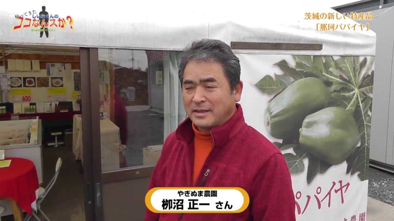 茨城の新たな特産品「那珂パパイヤ」とは？ - 帰ってきたしいなくんのココなんスか？#23