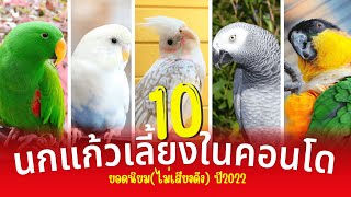 10 นกแก้วเลี้ยงในคอนโดยอดนิยม(ไม่เสียงดัง) ปี2022