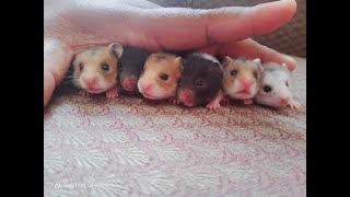 One Month Old Hamster, So Cute Nila