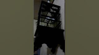 Pleci dakun lasrol mantap