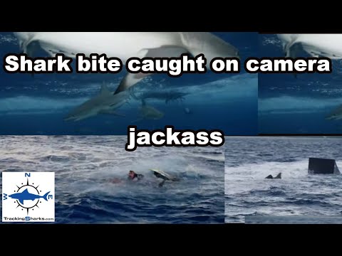 2021 Shark Attack Bite Caught on Camera Jackass Sean McInerney (poopies) provoked