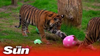 Easter 'egg-citement' for animals at London Zoo