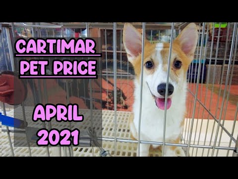 Video: Pet Center, Inc. Kuzu Köpek İkramlarını Gönüllü Olarak Geri Çağırdı