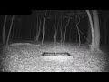 Live Backyard Critter Cam