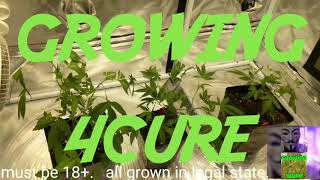 LED Medical marijuana grow tent only 200 watts: LEMON Tree strain