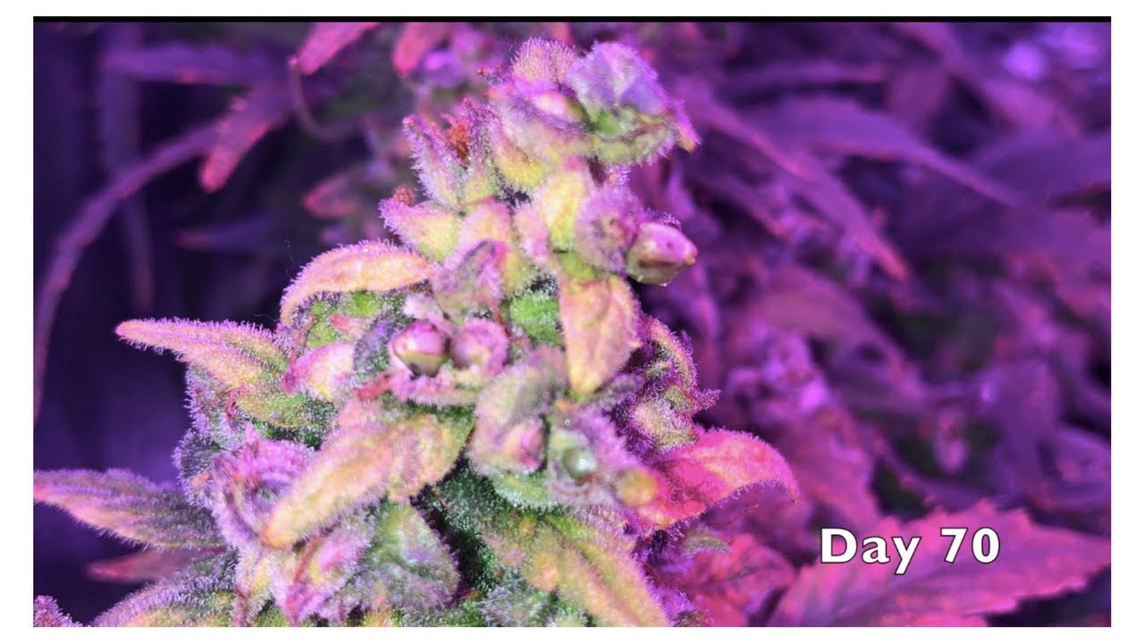 Making Feminized Autoflower Cannabis Seeds with Colloidal Silver