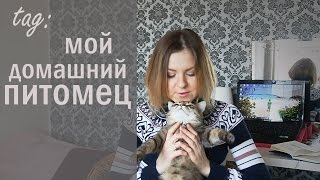 tag:мой домашний питомец - кошка Кадди tag:мой домашний питомец - кошка Кадди
