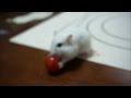 ミニトマトが転がって食べられないハムスター Hamster can't eat cherry tomato