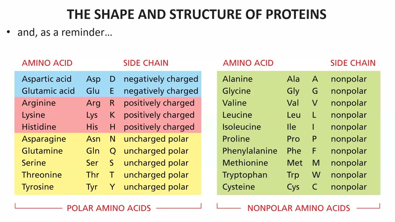 Lecture 4 Proteins Chap 4, Pt 1