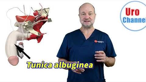 A frequently overlooked reason for Erectile Dysfunction | UroChannel