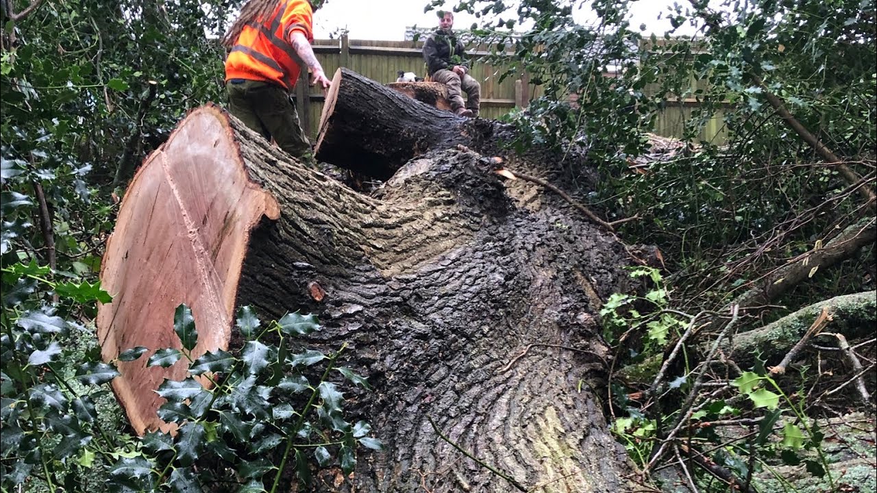 Giant Dangerous Oak tree removal @benellisarb - YouTube
