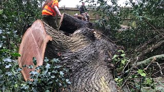 Giant Dangerous Oak tree removal @benellisarb