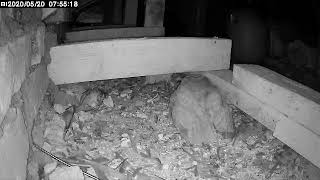 Owls in the Attic VID 20200520 145831