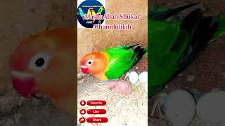 Healthy Chicks From Rare Genetic Cross #lovebirds #breeding #aviary
