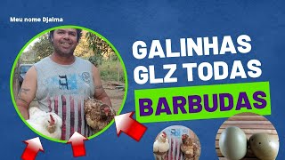 Ele Cria Galinhas Barbudas Da Raça Glz Dos Ovos Azuis E Verdes.