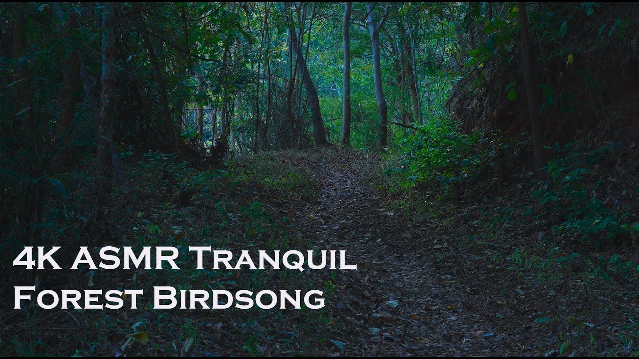 Tranquil Forest Birdsong | Relaxing ASMR Nature Sounds for Deep Sleep ...