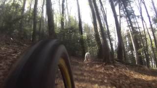 Bull Terrier Sport Downhill Sport Canin Rapide Bull