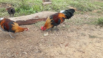 ไก่ต่อขันดีขันม่วน ntsuag qaib mos qua zoo noob qaib dib tuaj 3/9/2021