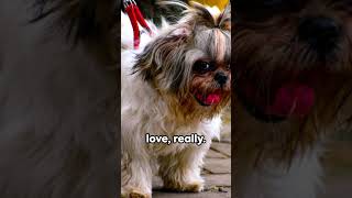 Shih Tzu did you know these fun #facts about these amazing #dogs?