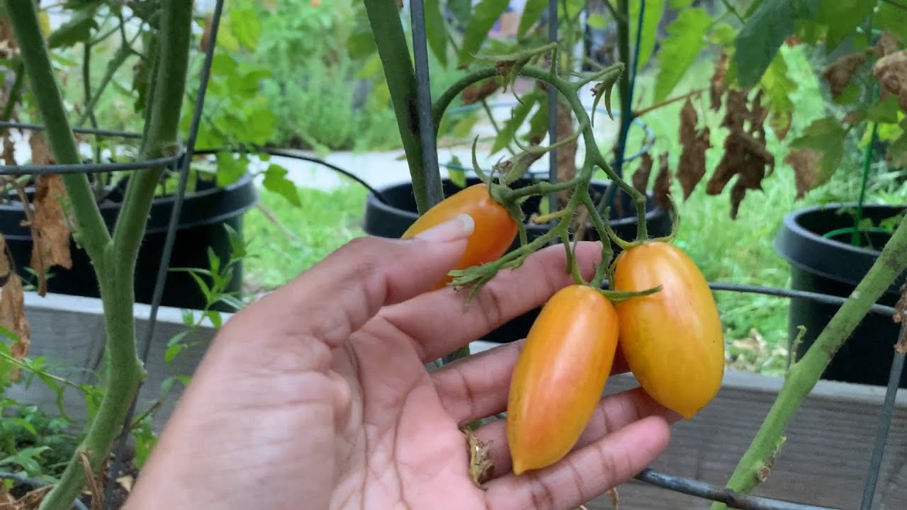 Blush Grape Tomato Tasting Excellent Sweet Tomato! YouTube