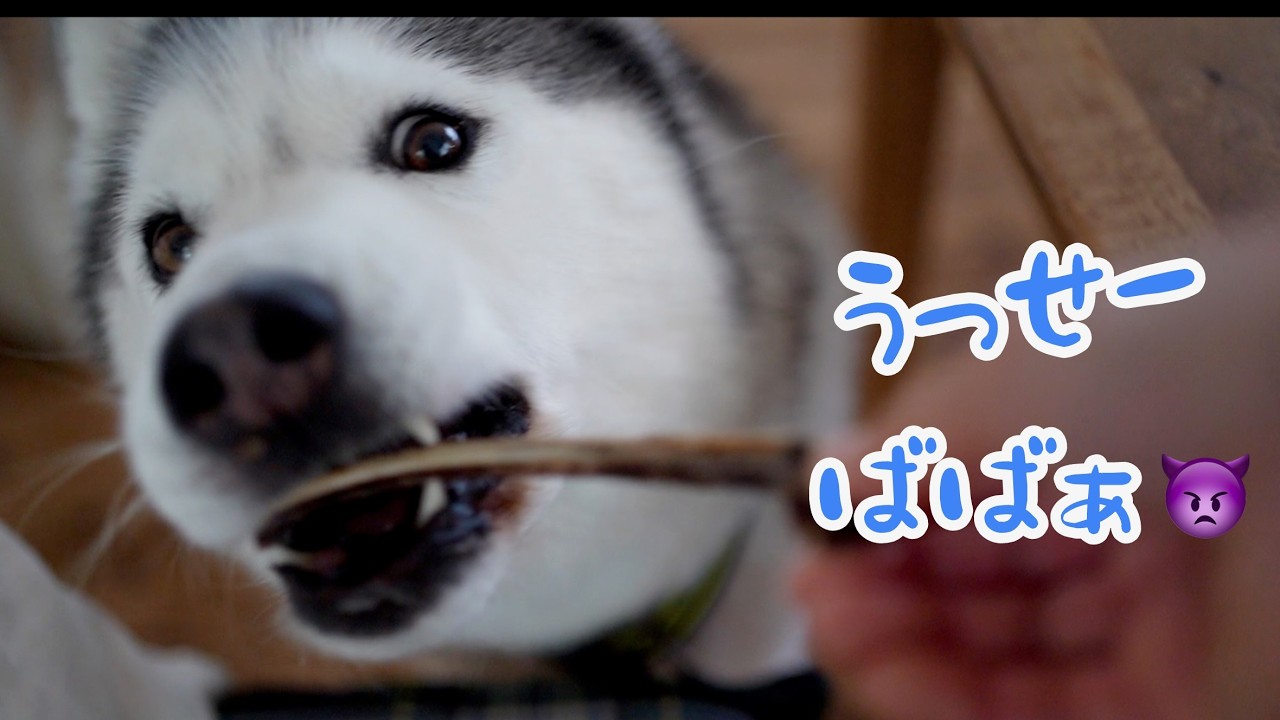A husky voice like a teenage boy who finds his mother's nagging