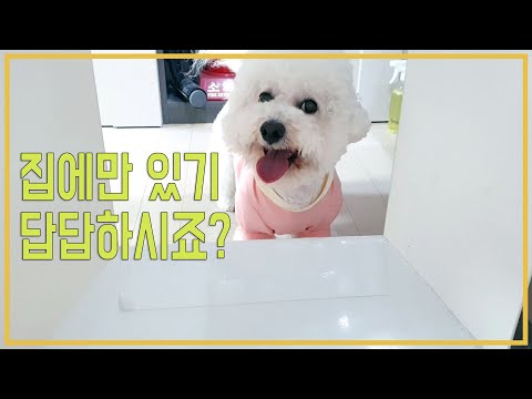 산책나갔는데 저보고 마스크 하래요(숑군올림)