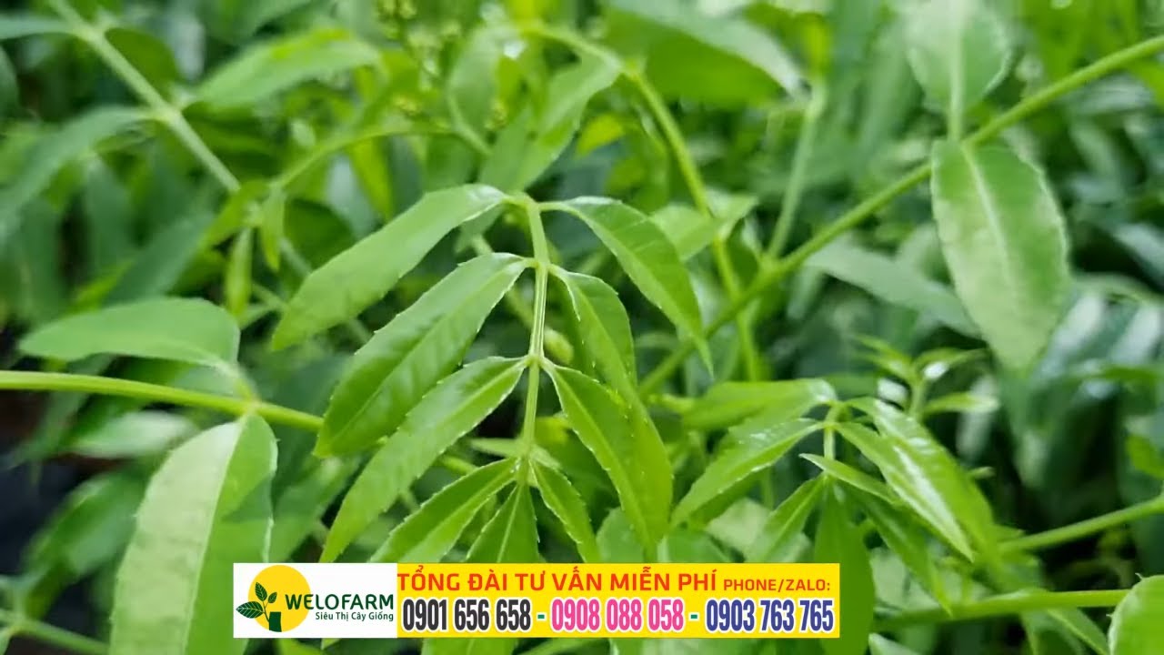 Cóc Thái, trồng cây này trong nhà là có mồi nhậu quanh năm