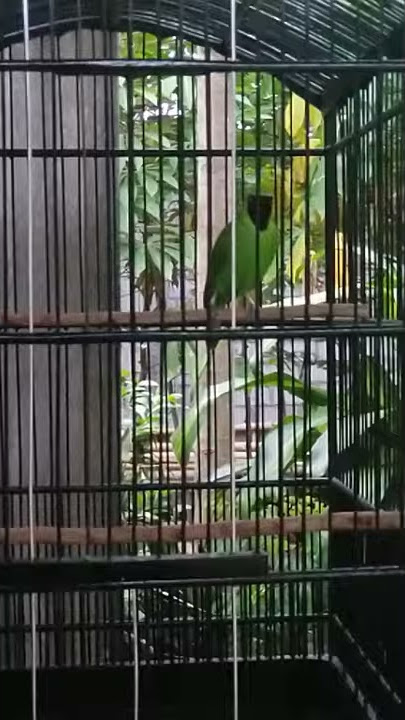 cucak ijo mewah isian pelatuk bawang panjang