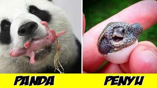 JARANG KITA LIHAT, 9 BAYI HEWAN BARU LAHIR PALING LUCU DAN GEMAS SEBELUM DEWASA!