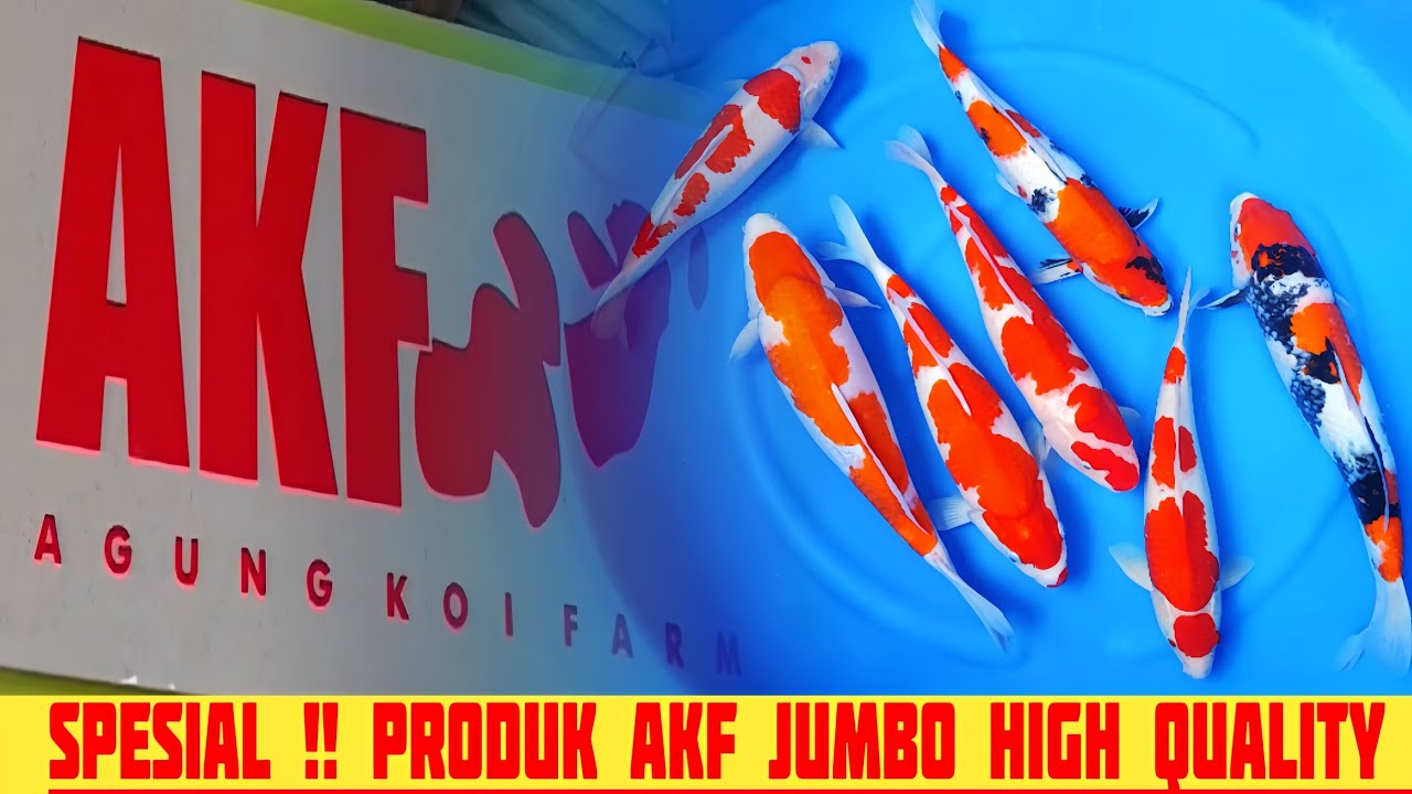 UPDATE STOCK❗❗SPESIAL PRODUK AKF❗JUMBO HIGH QUALITY, eps 130