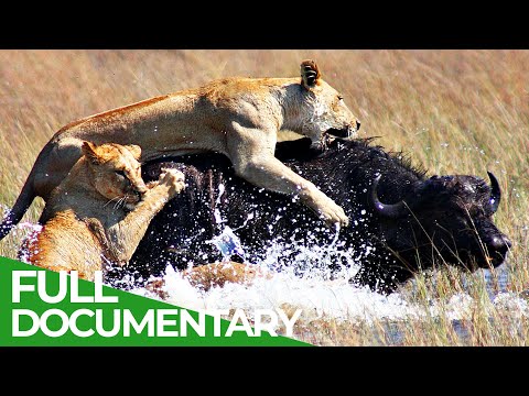 Animal's Super Senses - Perfect Timing | Free Documentary Nature