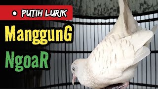 Perkutut Putih Lurik Gacor, Manggung dan Ngoar