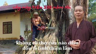 Cây Đa trên 200 năm tuổi Nhiều thợ cưa bỏ chạy nhưng 