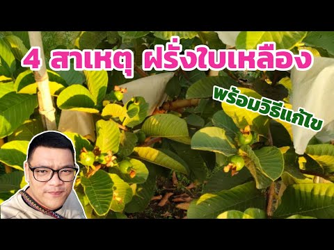 วีดีโอ: ใบพืช Ti เปลี่ยนเป็นสีเหลือง – การวินิจฉัยต้น Ti ที่มีใบเหลือง