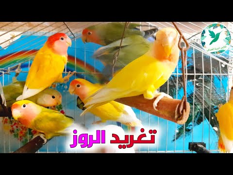 صوت روز تغريد روز لتحفيز الذكور والاناث علي التزاوج