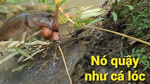 Tuyệt chiêu nhấp cá bống dừa. Cá giành ăn mồi luôn trên tay | Săn bắt SÓC TRĂNG |