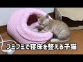 フミフミして寝床を整えてから上質な睡眠に入る子猫
