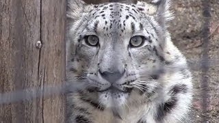 ユキヒョウ リーベにダッシュするリアン~ Snow Leopard